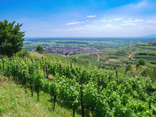 Fototapeta na wymiar vineyard near Ihringen