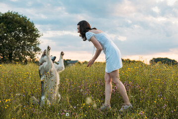 young cheerful female playing with her husky dog in the field during beautiful sunset