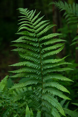 Beautiful fern leaf texture in nature. Natural ferns background Fern leaves Close up ferns nature.