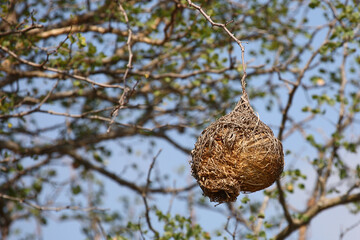 Webervogelnest / Weaver' nest /