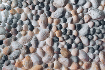 Many gray, white and beige beautiful shells and mussels are evenly spread out on a white paper background. Natural texture, top view.