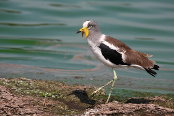 Weißscheitelkiebitz / White-crowned lapwing or White-headed Lapwing / Vanellus albiceps