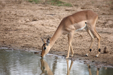 Schwarzfersenantilope / Impala / Aepyceros melampus