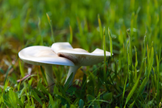 Closeup image of a pair of white mushrooms with a very shallow depth of field, giving image an ethereal quality.
