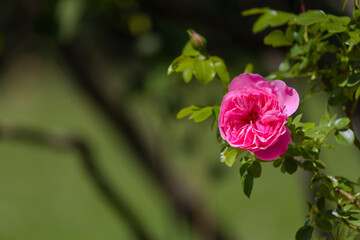 Pink rose (flower) blooming in the garden in late spring.