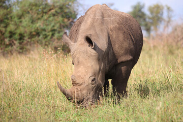 Fototapeta premium Breitmaulnashorn / Square-lipped rhinoceros / Ceratotherium simum