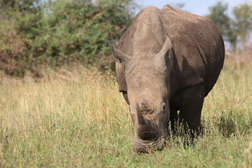 Fototapeta premium Breitmaulnashorn / Square-lipped rhinoceros / Ceratotherium simum