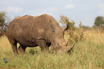 Obraz premium Breitmaulnashorn / Square-lipped rhinoceros / Ceratotherium simum