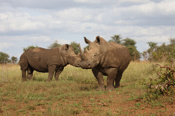 Breitmaulnashorn / Square-lipped rhinoceros / Ceratotherium simum