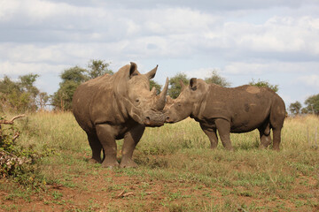 Fototapeta na wymiar Breitmaulnashorn / Square-lipped rhinoceros / Ceratotherium simum