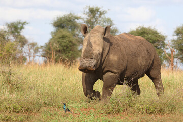 Breitmaulnashorn und Riesenglanzstar / Square-lipped rhinoceros and Burchell's starling / Ceratotherium simum et Lamprotornis australis