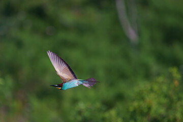 European bee-eater (Merops Apiaster) in natural habitat.