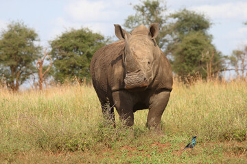 Breitmaulnashorn und Riesenglanzstar / Square-lipped rhinoceros and Burchell's starling / Ceratotherium simum et Lamprotornis australis