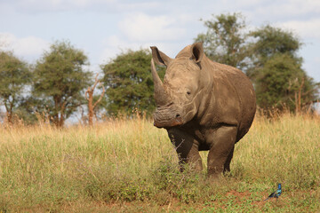 Naklejka premium Breitmaulnashorn und Riesenglanzstar / Square-lipped rhinoceros and Burchell's starling / Ceratotherium simum et Lamprotornis australis