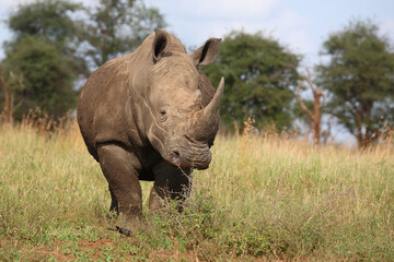 Naklejka premium Breitmaulnashorn / Square-lipped rhinoceros / Ceratotherium simum