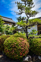 Fototapeta premium 菖蒲まつり、曽根城跡、華渓禅寺付近を散策する