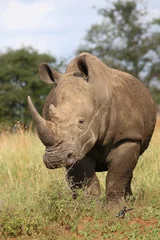 Zelfklevend Fotobehang Breitmaulnashorn / Square-lipped rhinoceros / Ceratotherium simum © Ludwig