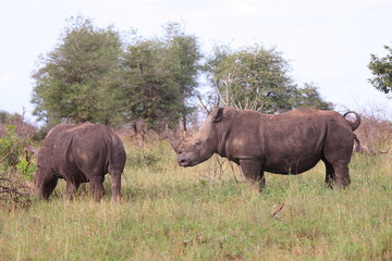 Fototapeta premium Breitmaulnashorn / Square-lipped rhinoceros / Ceratotherium simum
