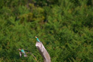 Bee-eater is the common name of bird species whose main food is bees that make up the Merops genus from the bee-eater (Merops apiaster) family. They feed on bees and other insects.