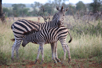 Steppenzebra / Burchell's zebra / Equus burchellii.