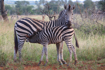 Steppenzebra / Burchell's zebra / Equus burchellii.