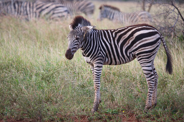 Steppenzebra und Rotschnabel-Madenhacker / Burchell's zebra and Red-billed oxpecker / Equus burchellii et Buphagus erythrorhynchus.