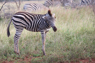 Steppenzebra und Rotschnabel-Madenhacker / Burchell's zebra and Red-billed oxpecker / Equus...