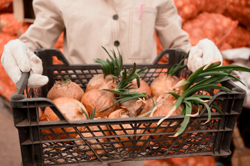 person holding a box  of onion bulbs with green leaves