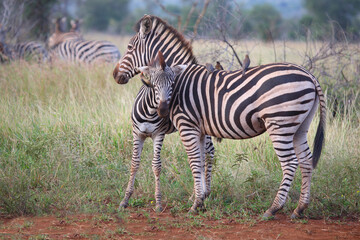 Steppenzebra und Rotschnabel-Madenhacker / Burchell's zebra and Red-billed oxpecker / Equus...