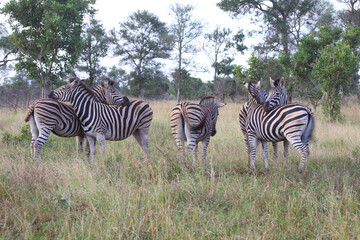 Steppenzebra / Burchell's zebra / Equus burchellii