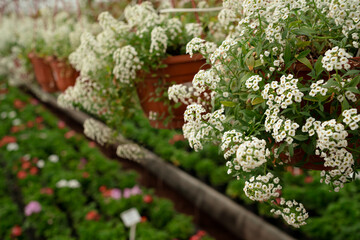 Fototapeta premium White flowers in cashpo in indoor garden of flower nursery and store