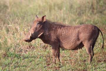 Warzenschwein / Warthog / Phacochoerus africanus