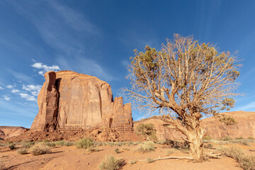butte in sunset light in the monument valley with dry tree