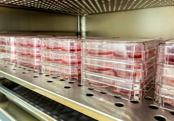 A set of cell culture plates with cancer cell seeded out for in vitro drug discovery experiments...