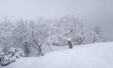 Winter forest on a foggy day