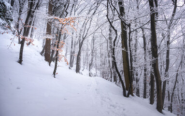 Winter forest on a foggy day