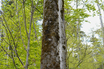 Forest areas in Germany photographed in the spring month of May