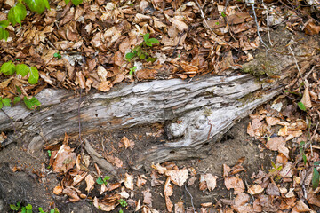 Forest areas in Germany photographed in the spring month of May