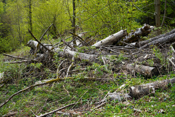 Forest areas in Germany photographed in the spring month of May