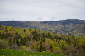 Fototapeta premium Forest areas in Germany photographed in the spring month of May