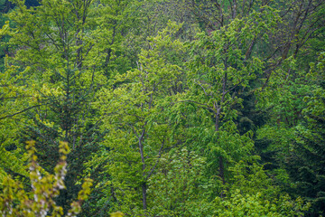 Forest areas in Germany photographed in the spring month of May