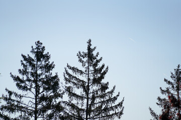Forest areas in Germany photographed in the spring month of May