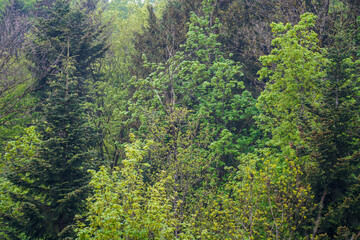 Forest areas in Germany photographed in the spring month of May