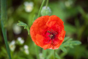 red poppy in a field