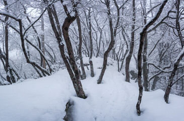 Winter forest on a foggy day