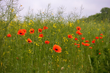 field of red poppies