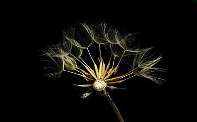 dandelion seeds on black,pusteblume