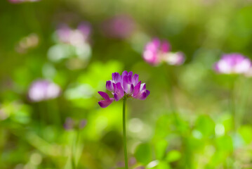 Fototapeta premium れんげ