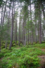 Fototapeta premium Vivid, fresh spring forest