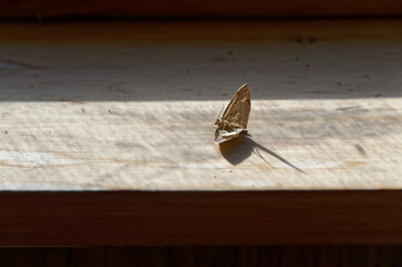 Sunlight highlights a dead moth on a windowsill